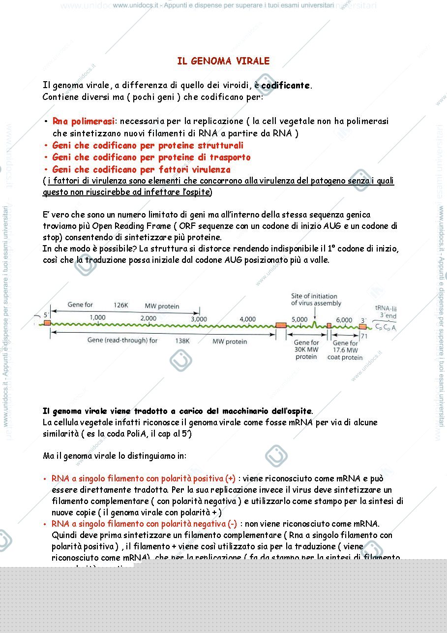 Anteprima pagina 2 — VIRUS
