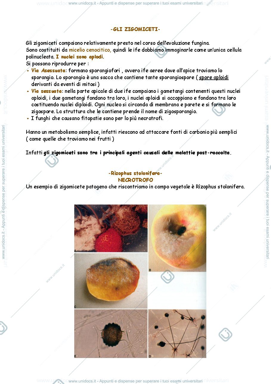 Anteprima pagina 1 — Funghi