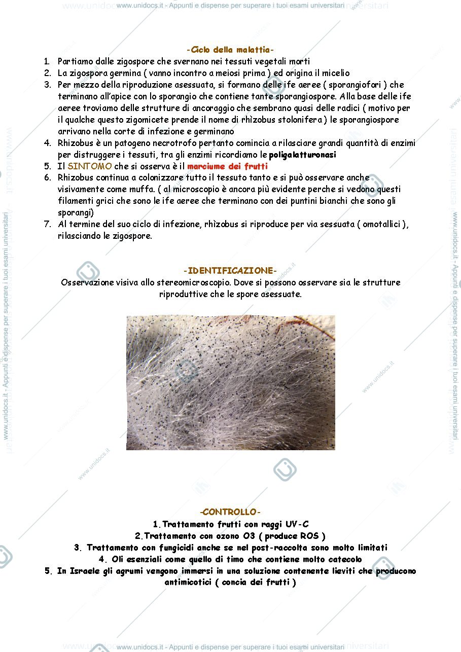 Anteprima pagina 2 — Funghi