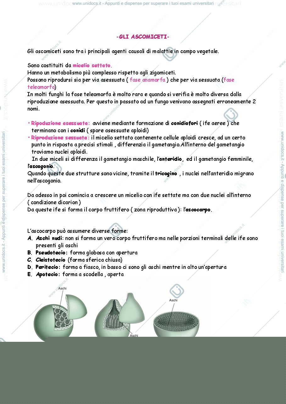 Anteprima pagina 3 — Funghi