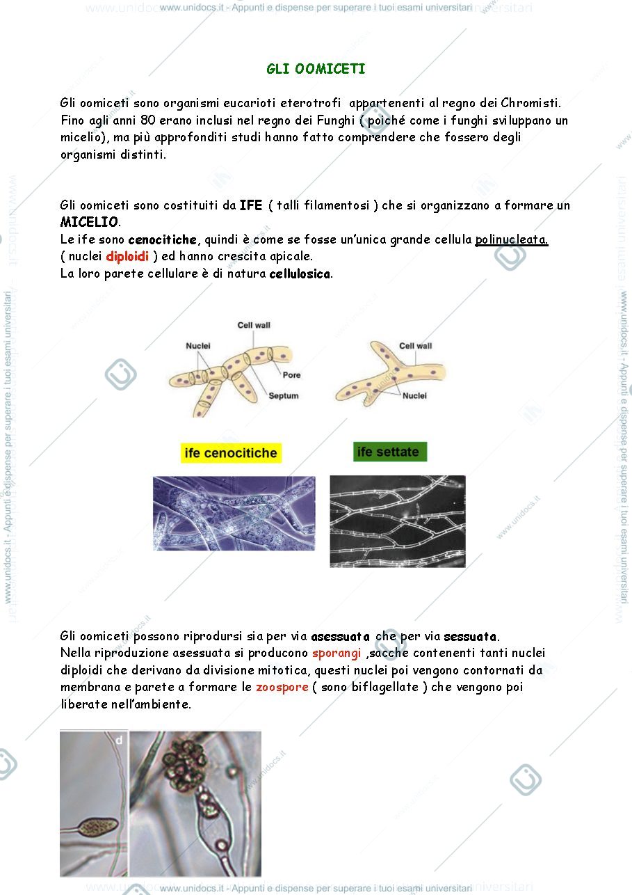 Anteprima pagina 1 — oomiceti 