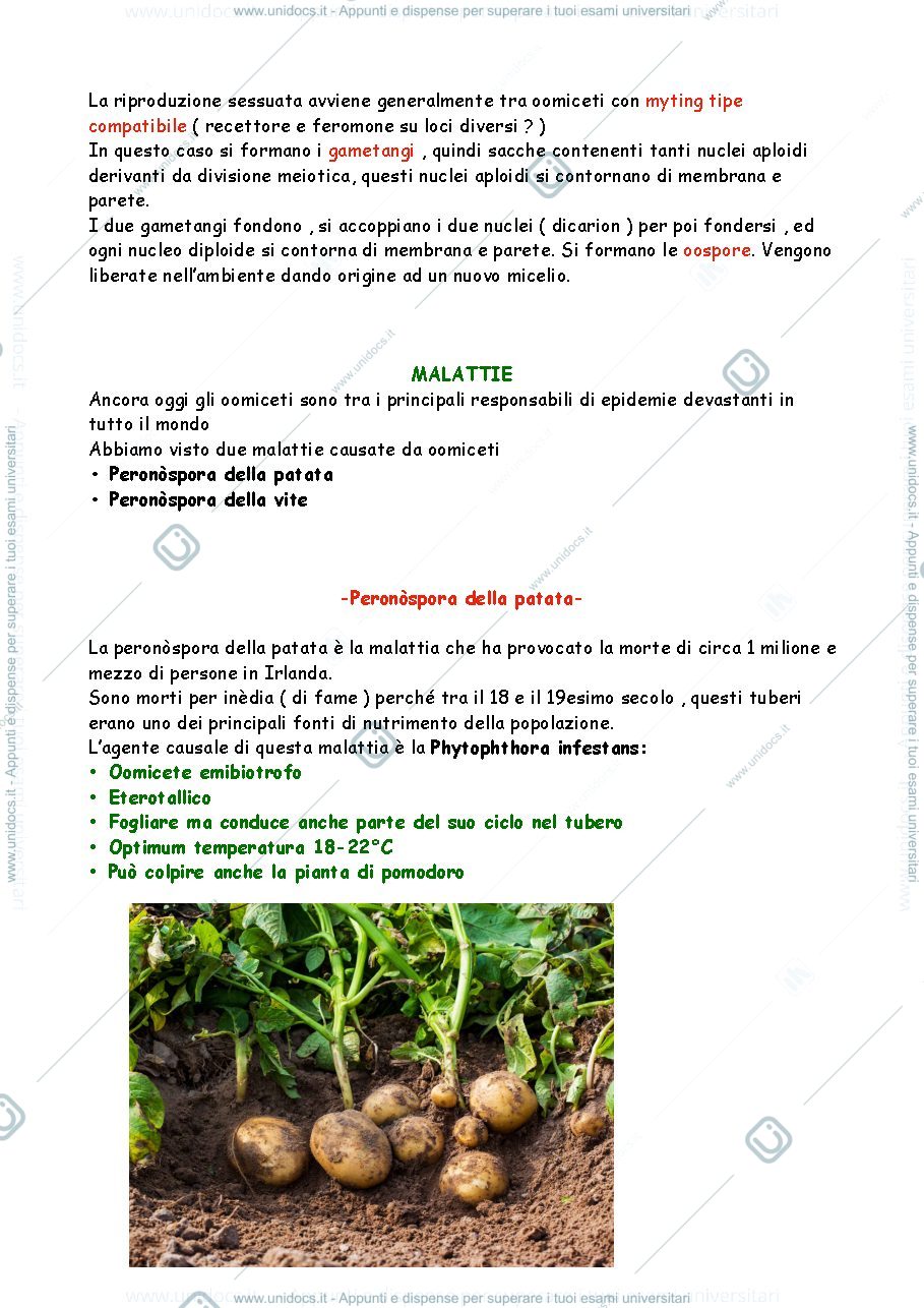 Anteprima pagina 2 — oomiceti 