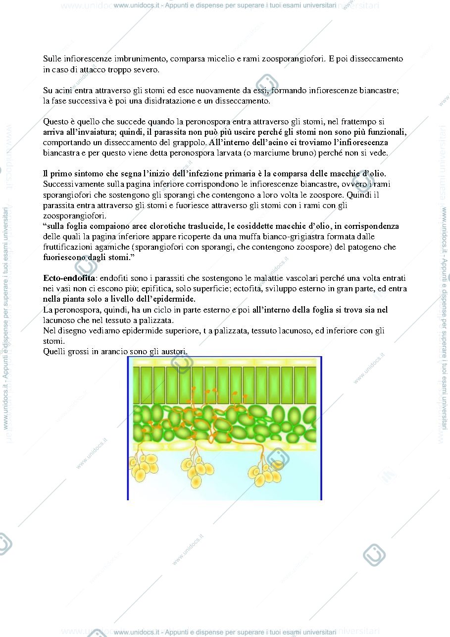 Anteprima pagina 3 — Appunti viticoltura speciale