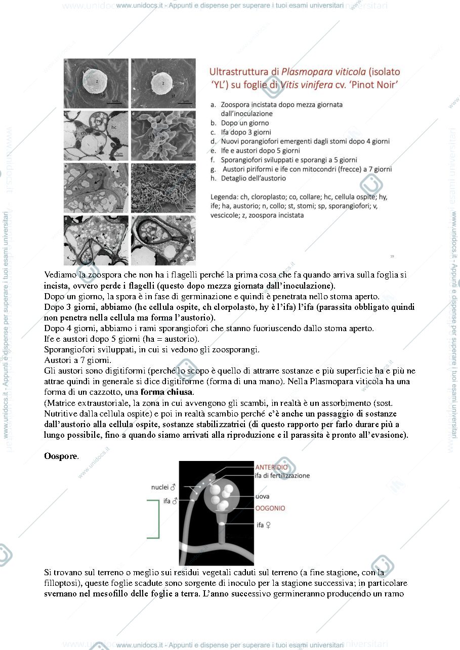 Anteprima pagina 4 — Appunti viticoltura speciale