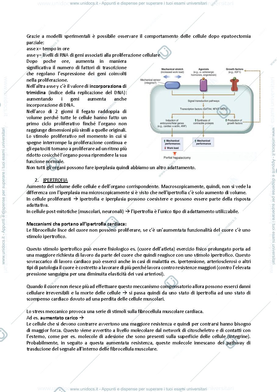 Anteprima pagina 4 — Patologia