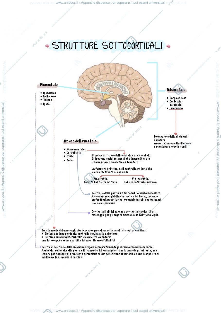 Anteprima pagina 1 — Strutture sottocorticali 