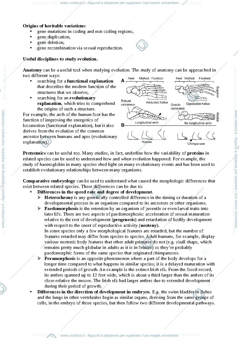 Anteprima pagina 3 — Appunti di primate adaptation and evolution (a.a. 2020/2021) (pt1)