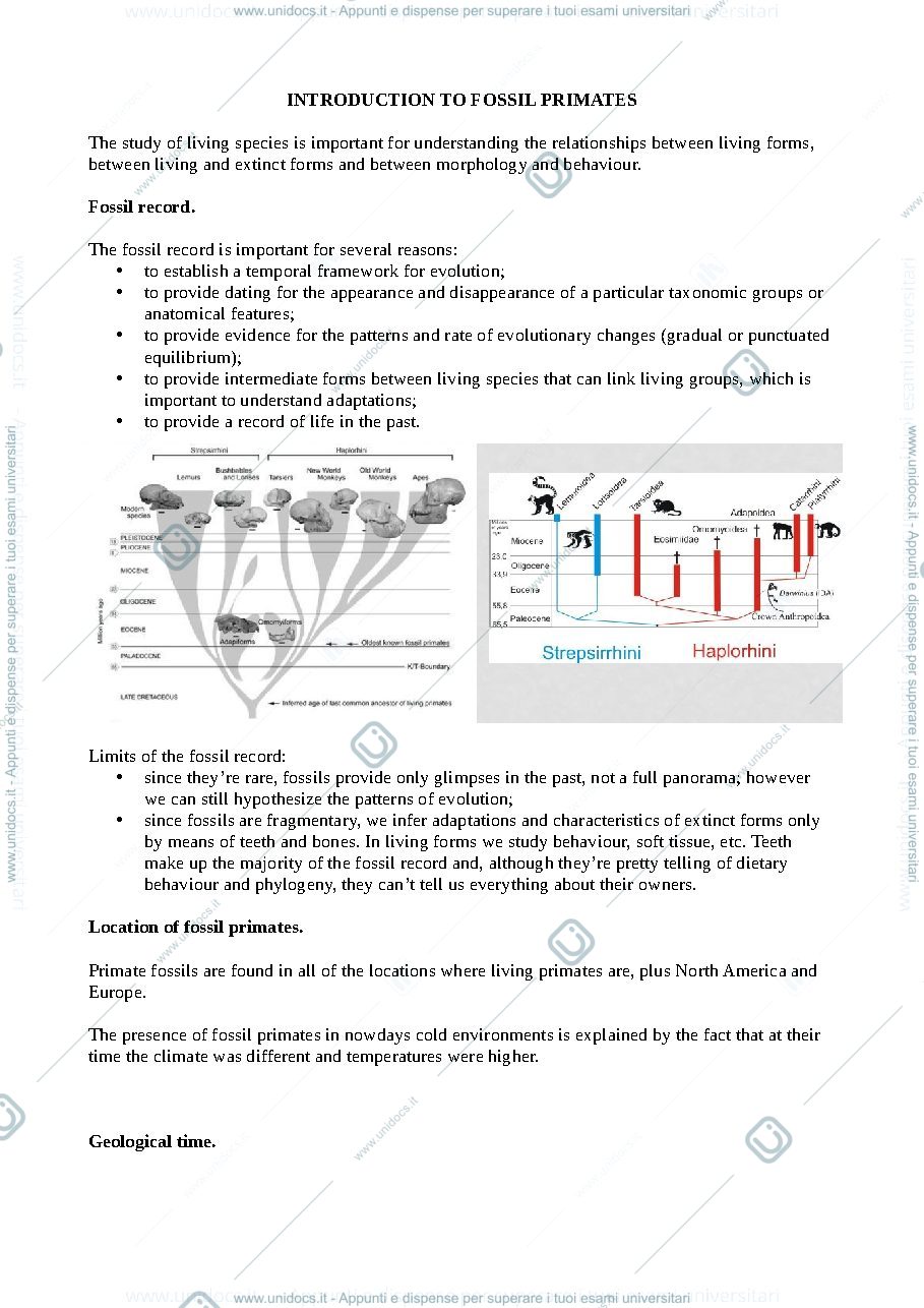 Anteprima pagina 1 — Appunti di primate adaptation and evolution (a.a. 2020/2021) (pt2)