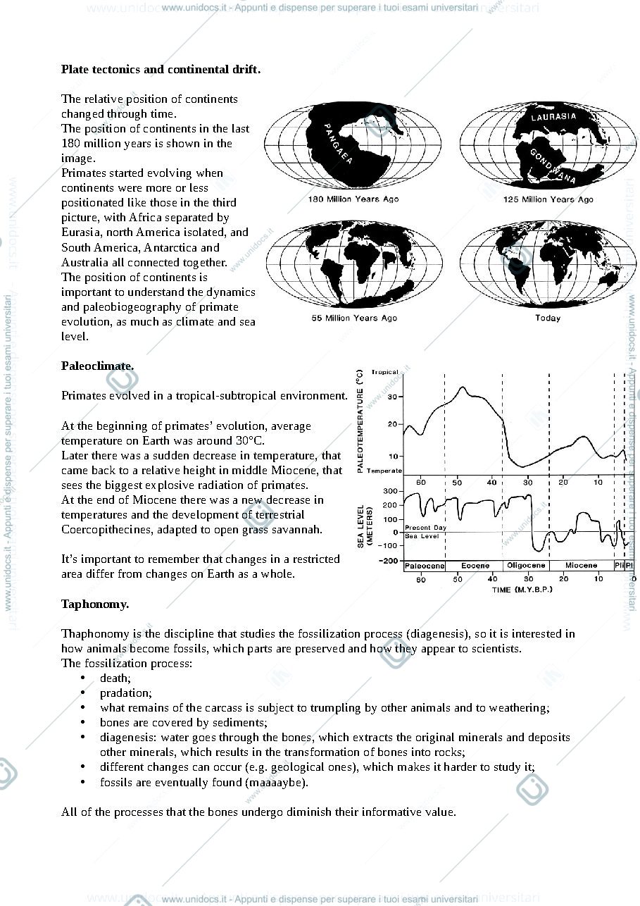 Anteprima pagina 3 — Appunti di primate adaptation and evolution (a.a. 2020/2021) (pt2)