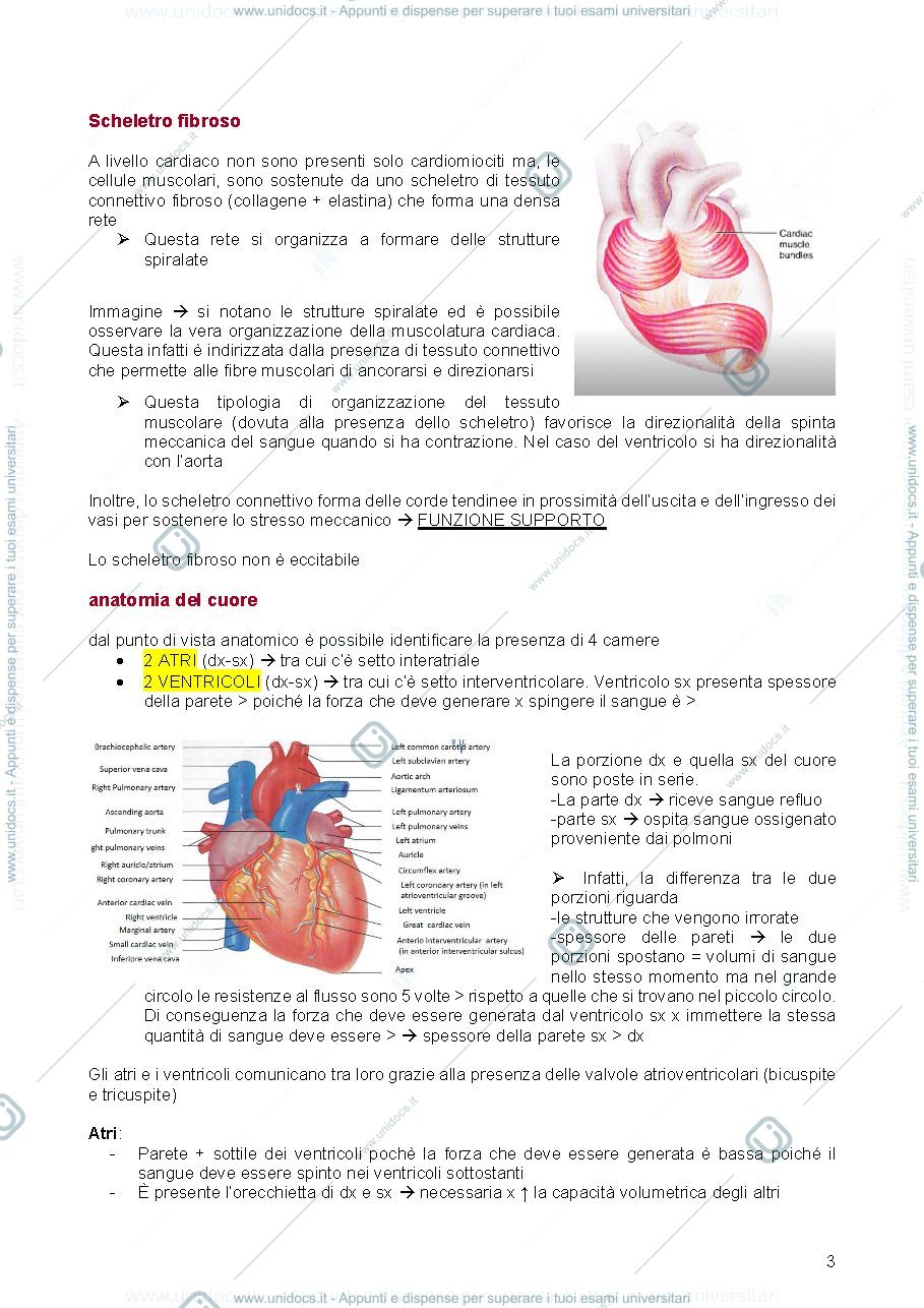 Anteprima pagina 3 — appunti principi di fisiologia 