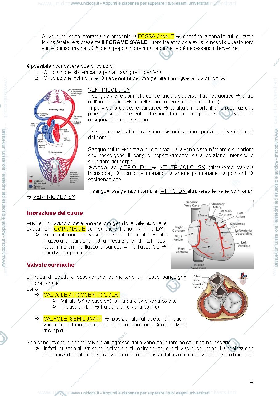 Anteprima pagina 4 — appunti principi di fisiologia 