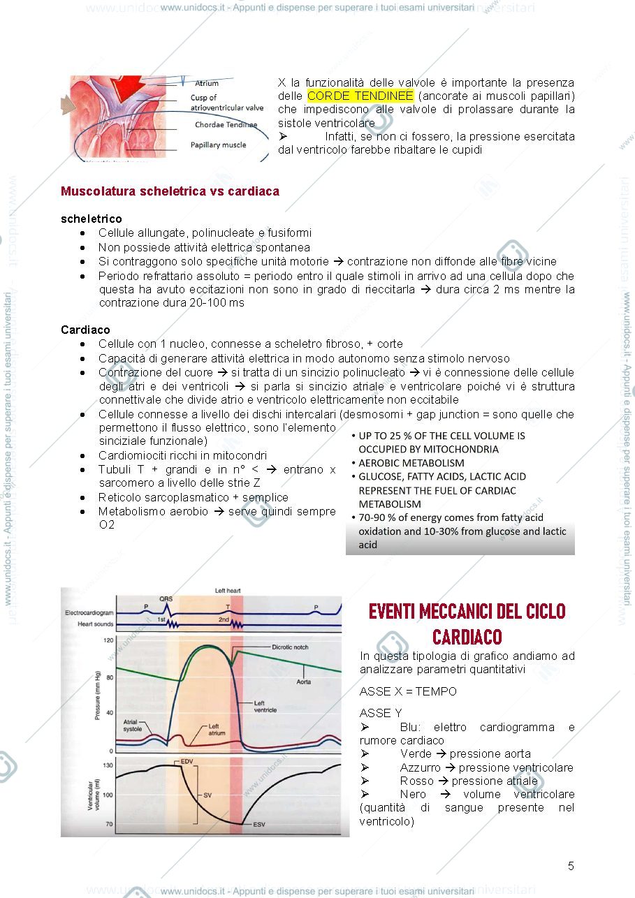 Anteprima pagina 5 — appunti principi di fisiologia 
