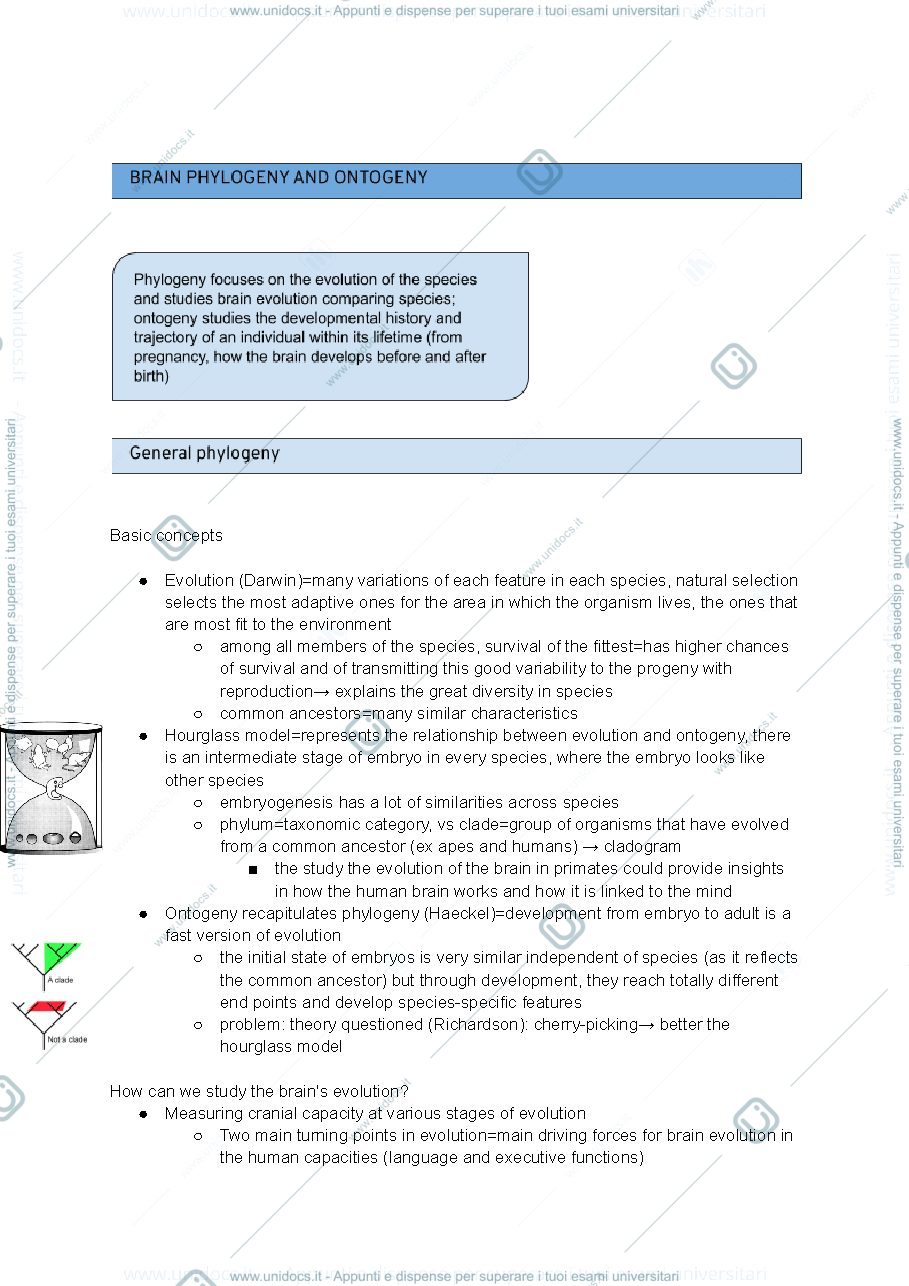 Anteprima pagina 1 — Brain phylogeny and ontogeny