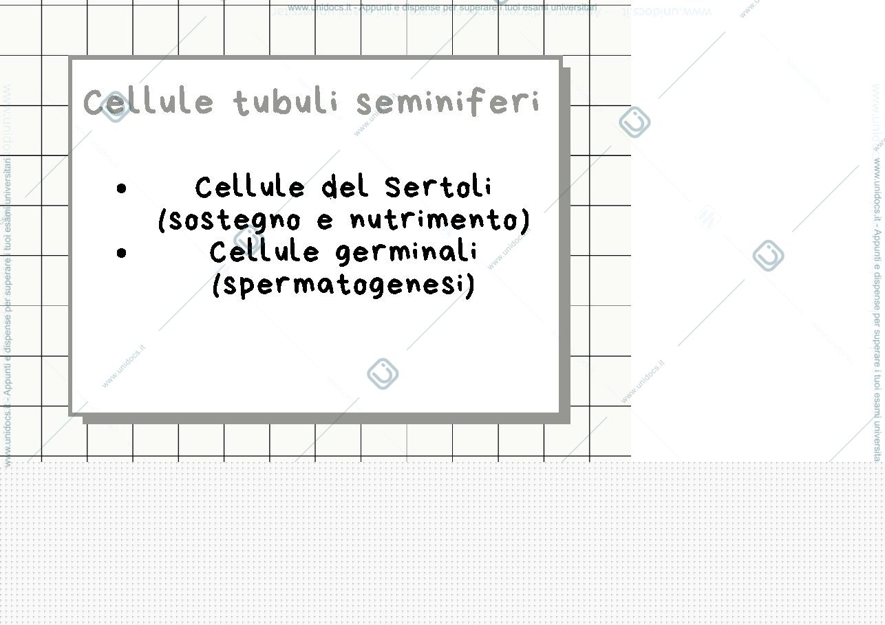 Anteprima pagina 3 — Flashcards
