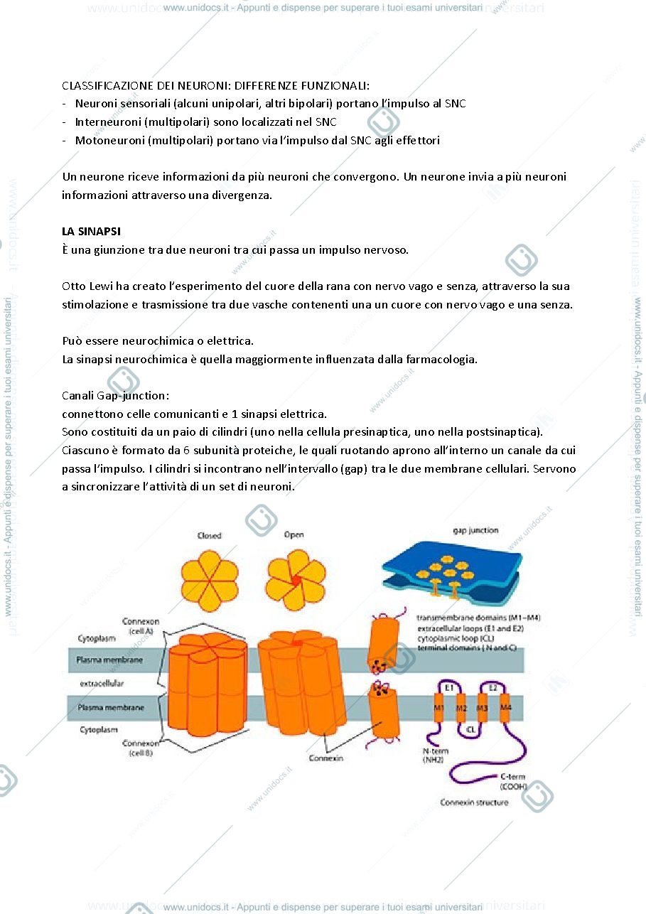 Anteprima pagina 4 — Sbobinature esame Psicofarmacologia