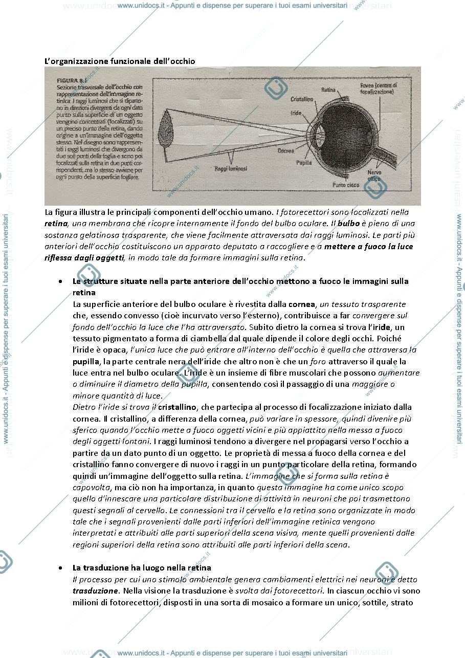 Anteprima pagina 2 — Riassunto TEORIE e METODI DEI PROCESSI COGNITIVI: LA VISIONE