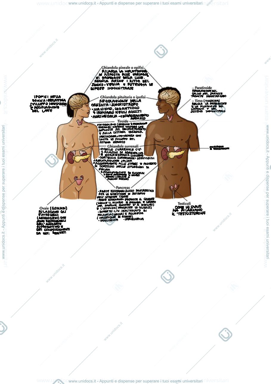 Anteprima pagina 1 — Schema sistema endocrino 