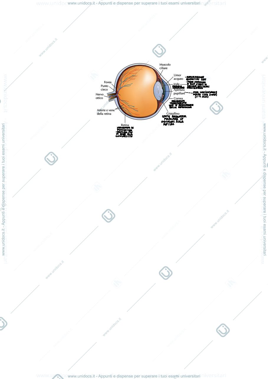 Anteprima pagina 1 — L'occhio