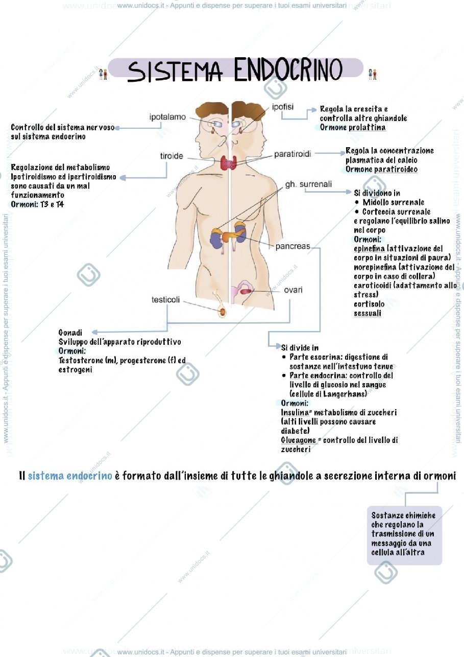 Anteprima pagina 1 — Sistema endocrino 