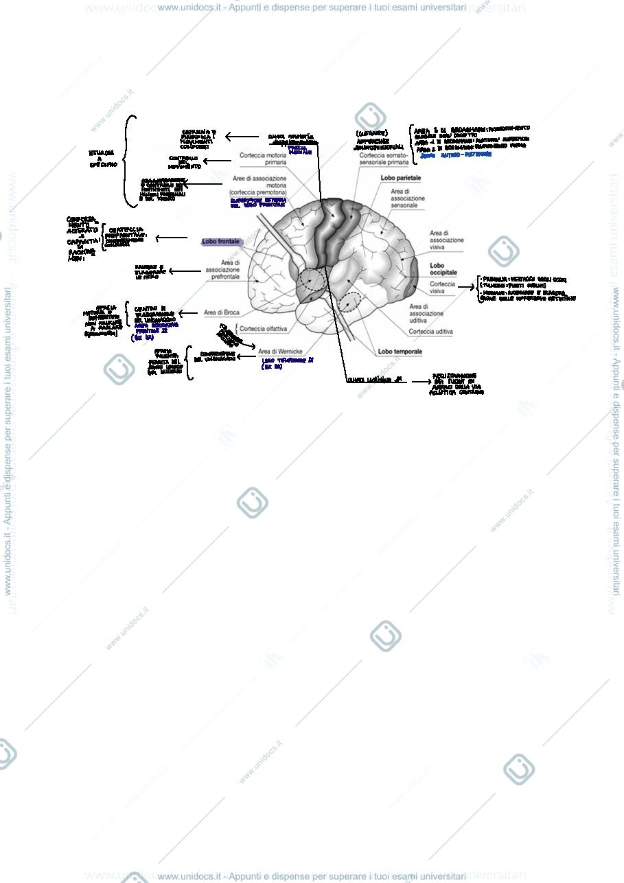 Anteprima pagina 1 — Schema aree cerebrali 