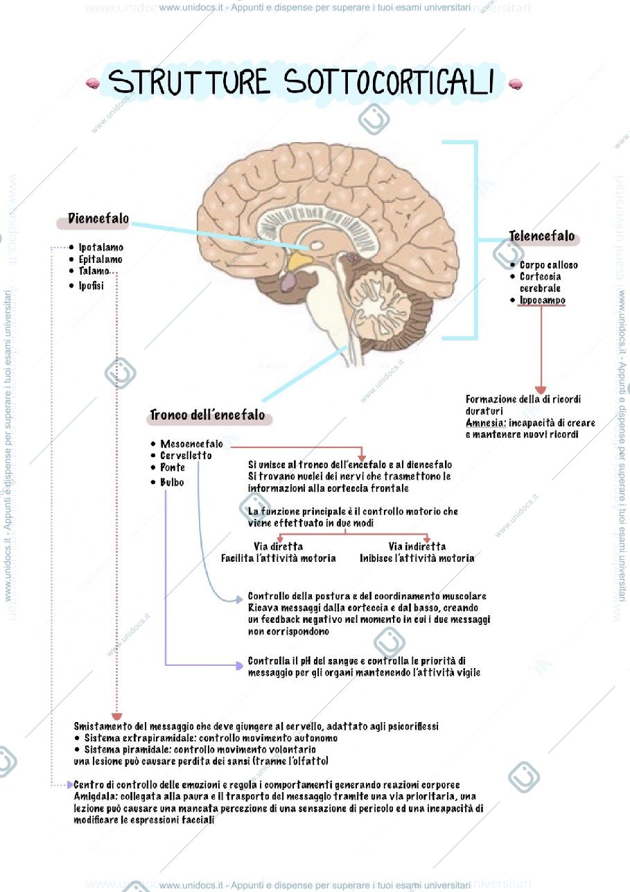 Anteprima pagina 1 — Strutture sottocorticali 