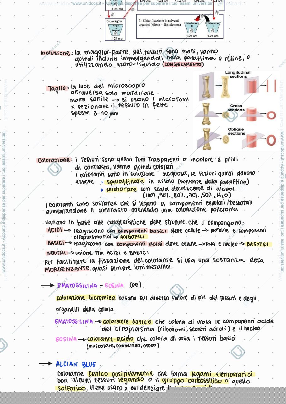 Anteprima pagina 2 — Introduzione Istologia