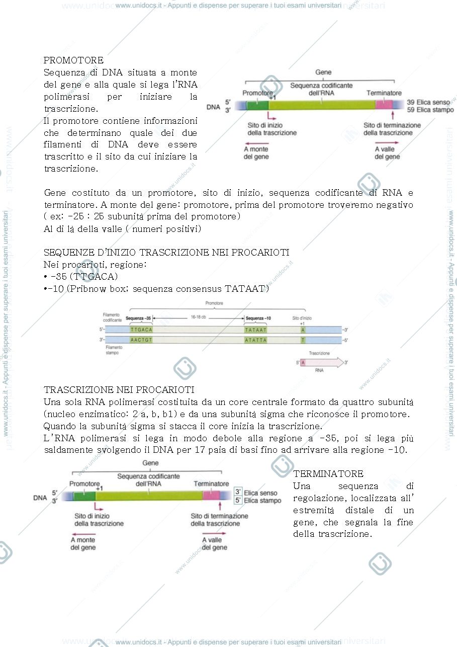 Anteprima pagina 1 — Biologia 