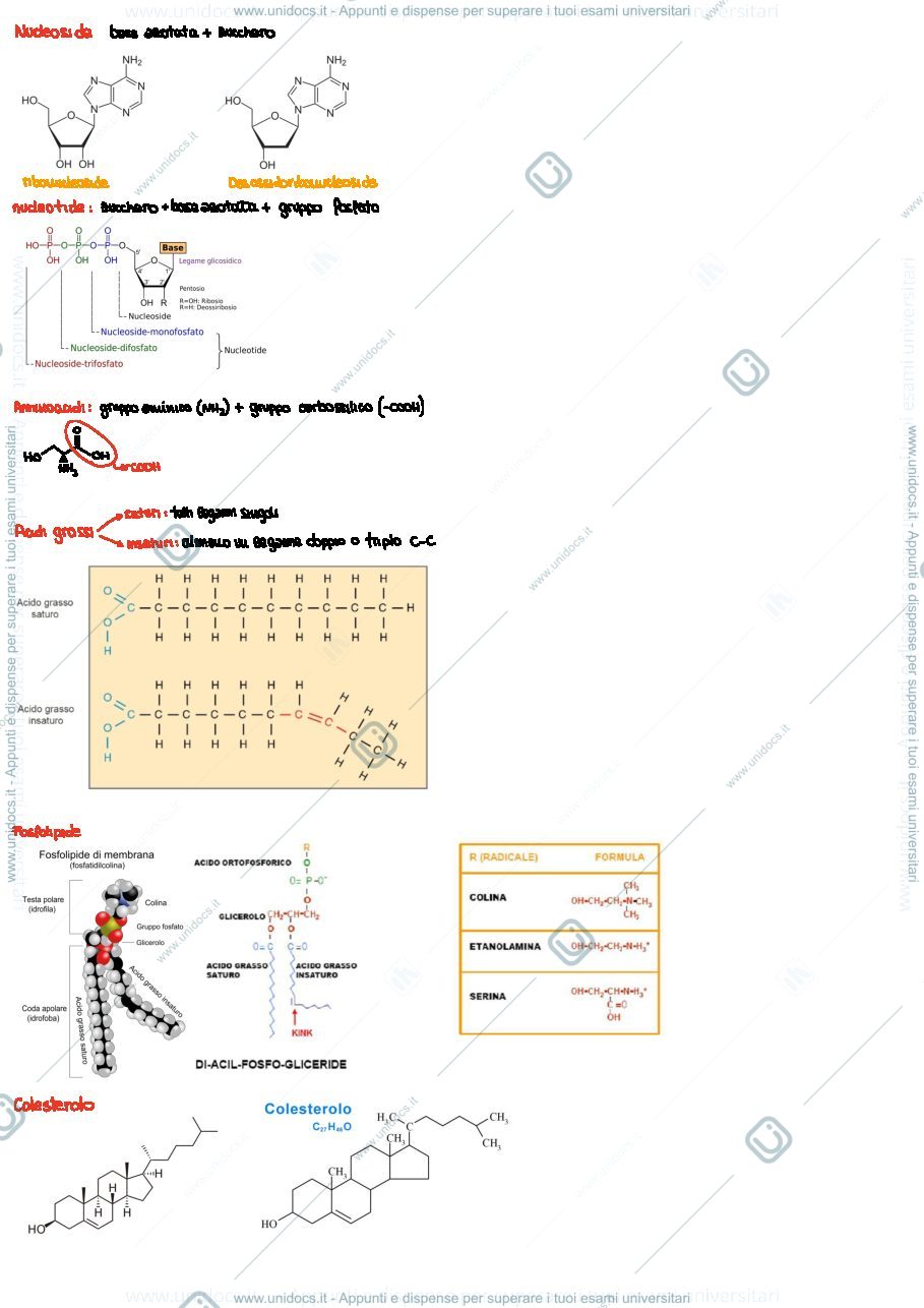 Anteprima pagina 1 — Biologia da disegno al nome