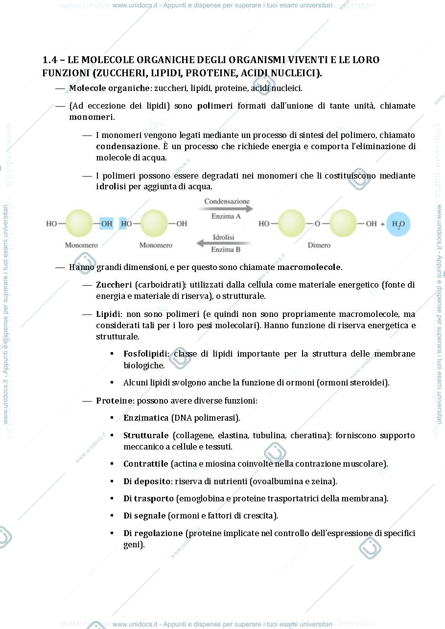 Anteprima pagina 4 — SCHEMI OFA BIOLOGIA primo anno