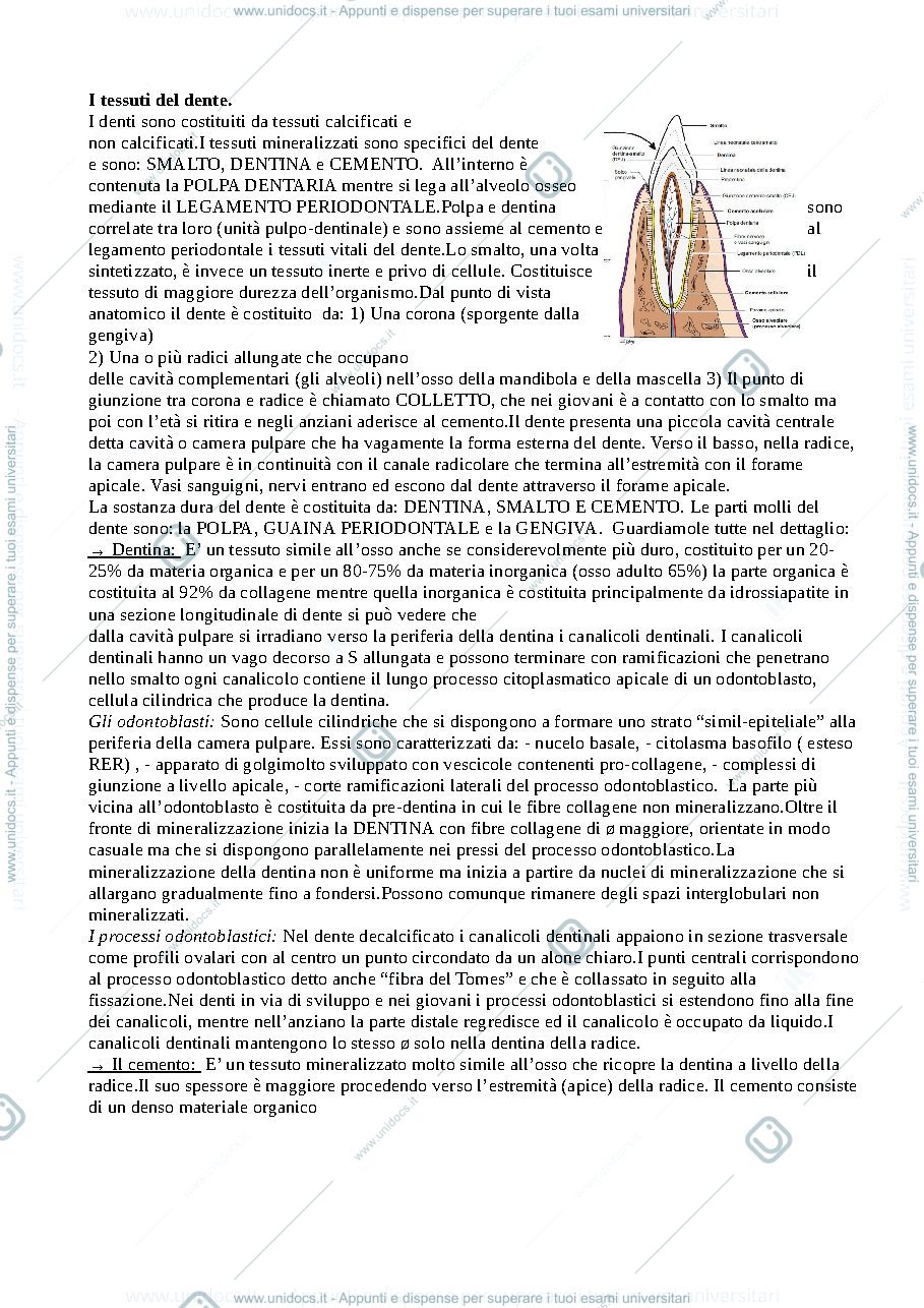Anteprima pagina 1 — Istologia