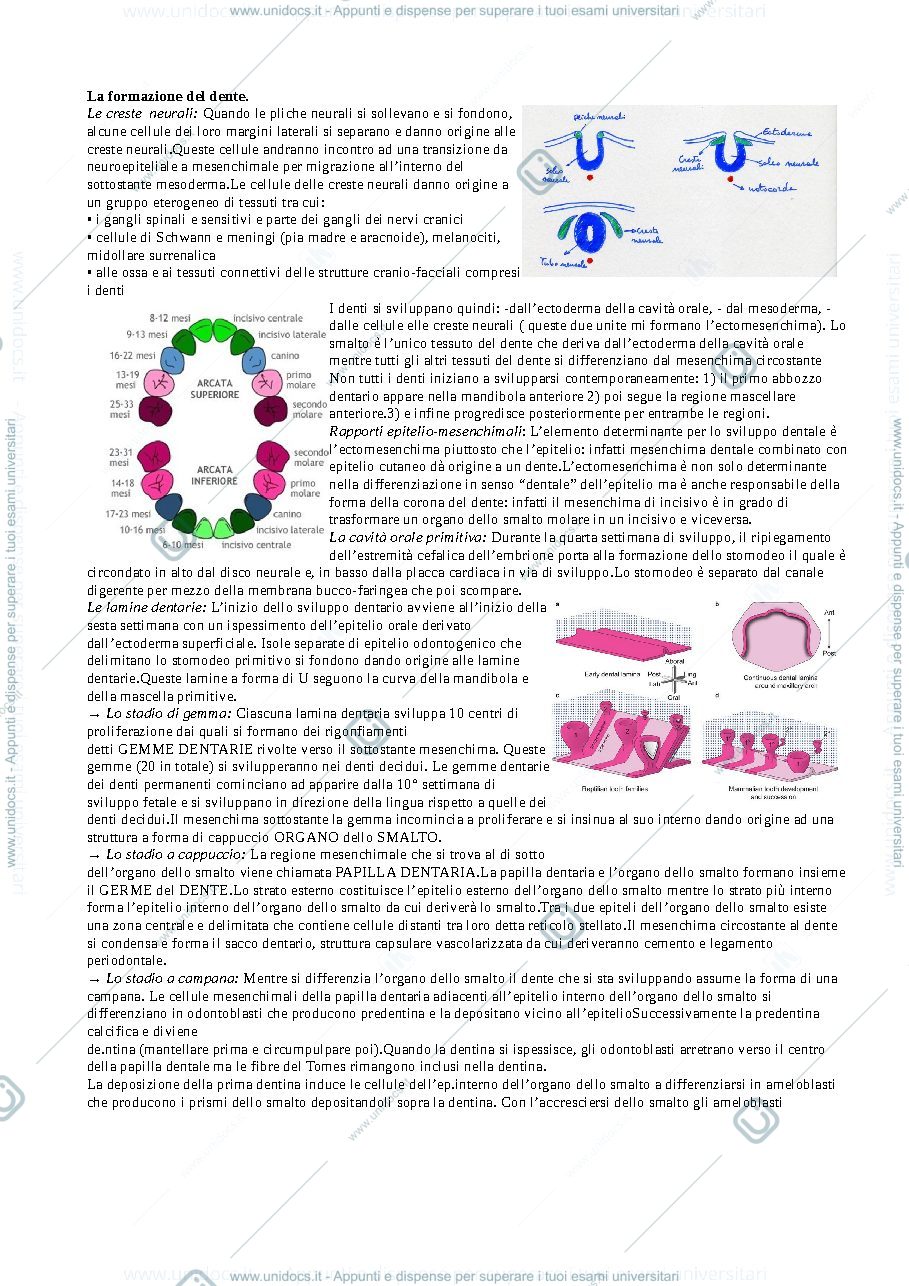 Anteprima pagina 1 — Istologia
