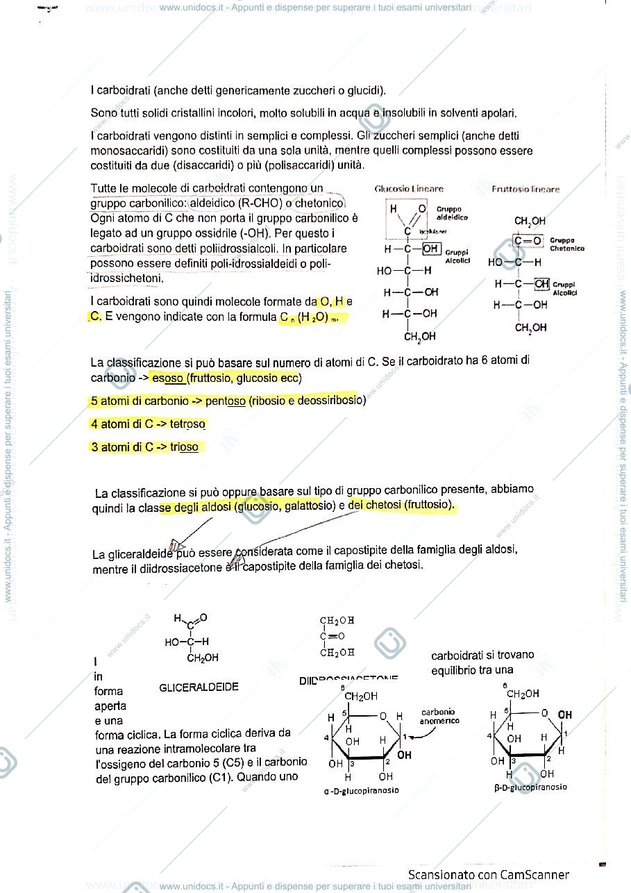 Anteprima pagina 1 — I CARBOIDRATI