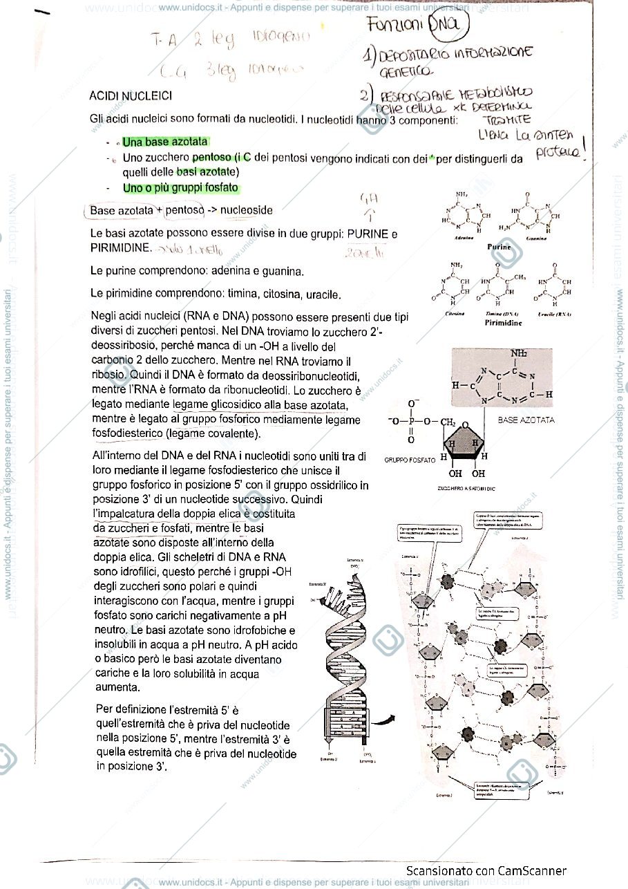 Anteprima pagina 1 — ACIDI NUCLEICI