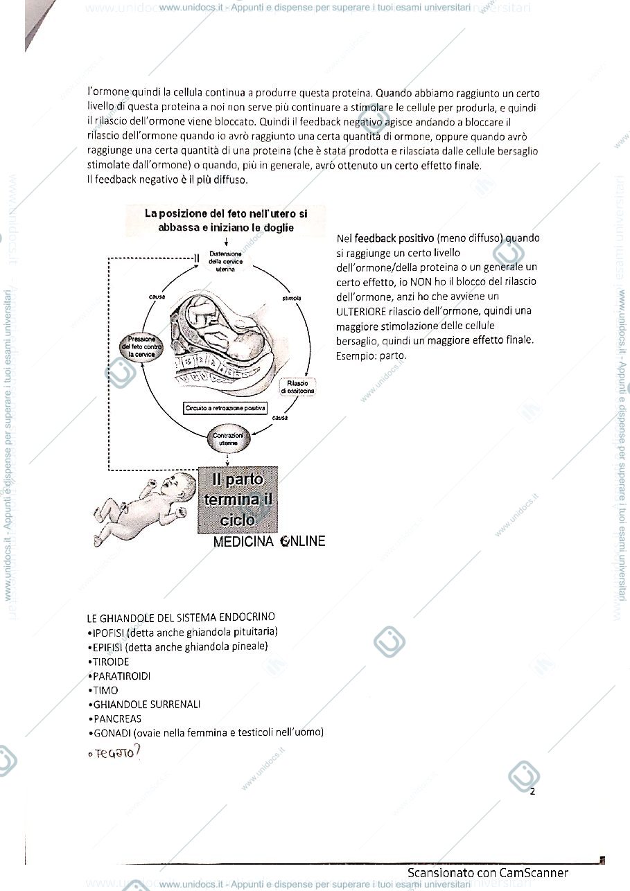 Anteprima pagina 2 — APPARATO ENDOCRINO