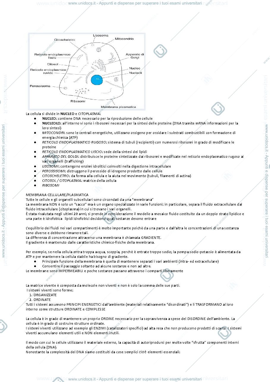 Anteprima pagina 2 — biochimica 