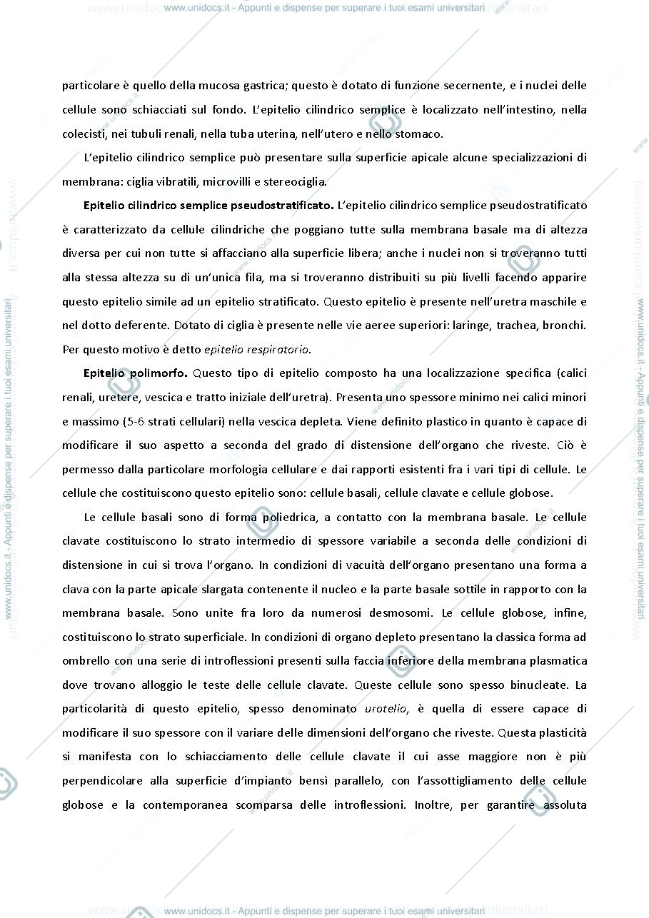 Anteprima pagina 3 — appunti istologia 