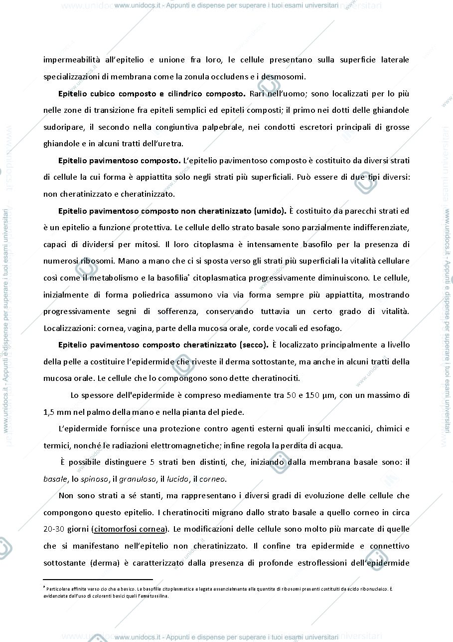 Anteprima pagina 4 — appunti istologia 