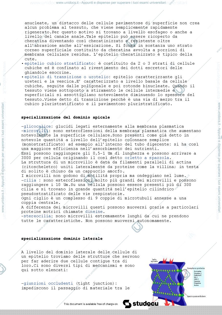 Anteprima pagina 4 — Istologia 