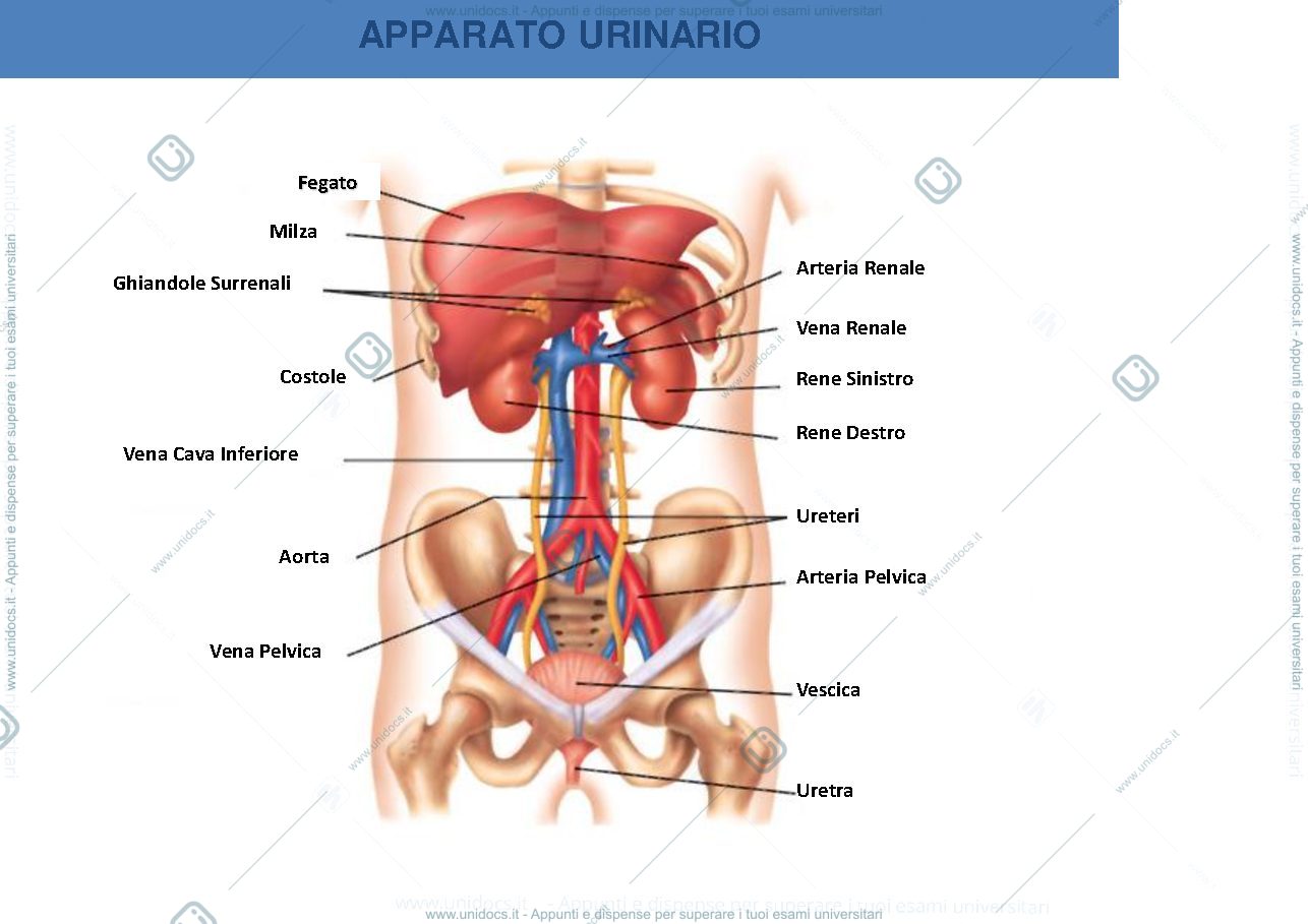 Anteprima pagina 1 — Apparato urinario 