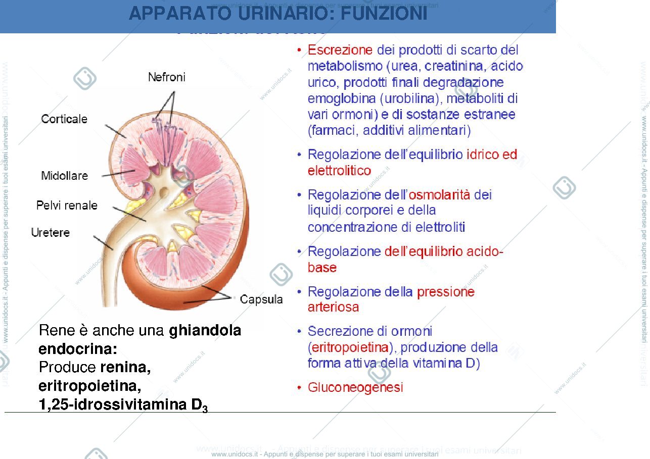 Anteprima pagina 2 — Apparato urinario 