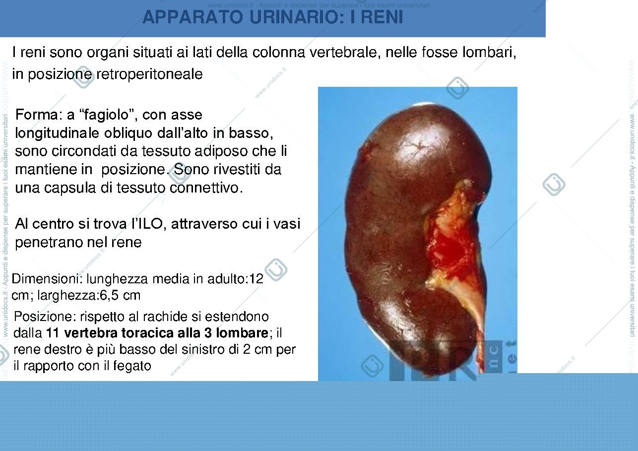 Anteprima pagina 3 — Apparato urinario 