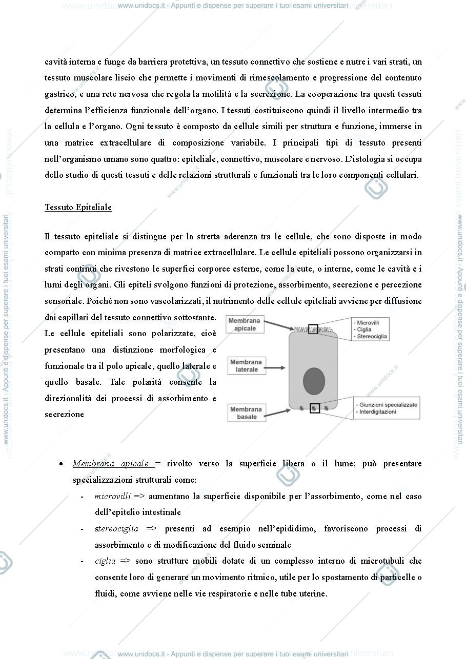 Anteprima pagina 2 — Istologia dispensa