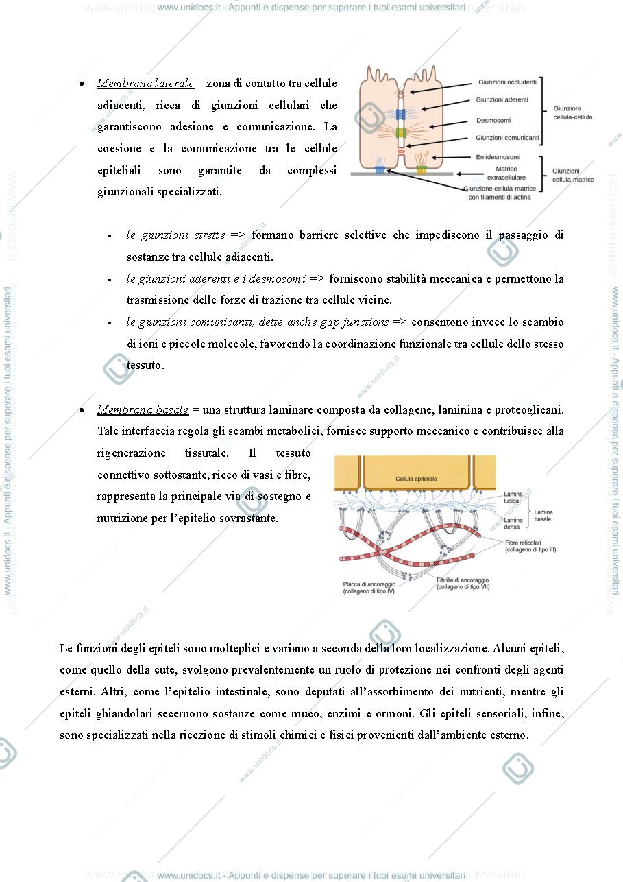 Anteprima pagina 3 — Istologia dispensa