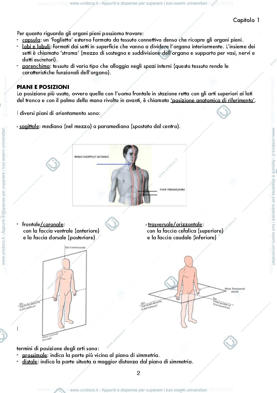 Anteprima pagina 2 — ANATOMIA, appunti base
