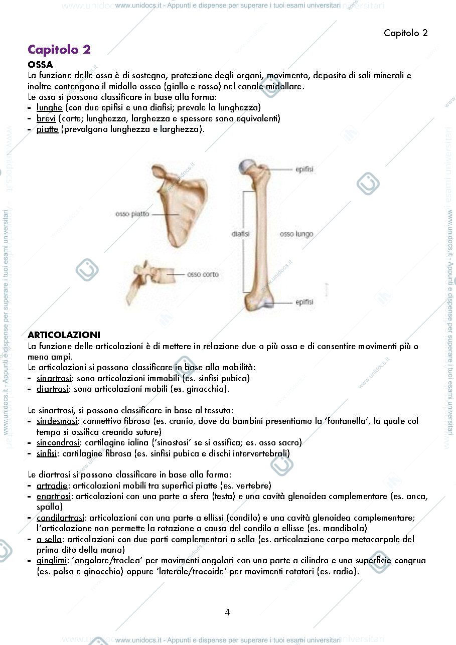 Anteprima pagina 4 — ANATOMIA, appunti base