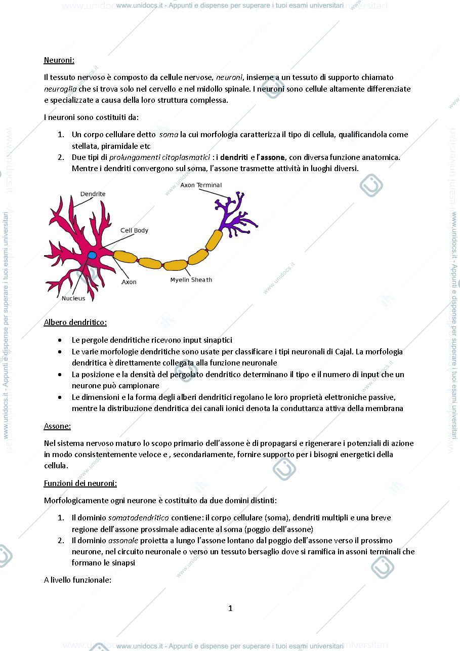 Anteprima pagina 1 — Elettroencefalogramma 