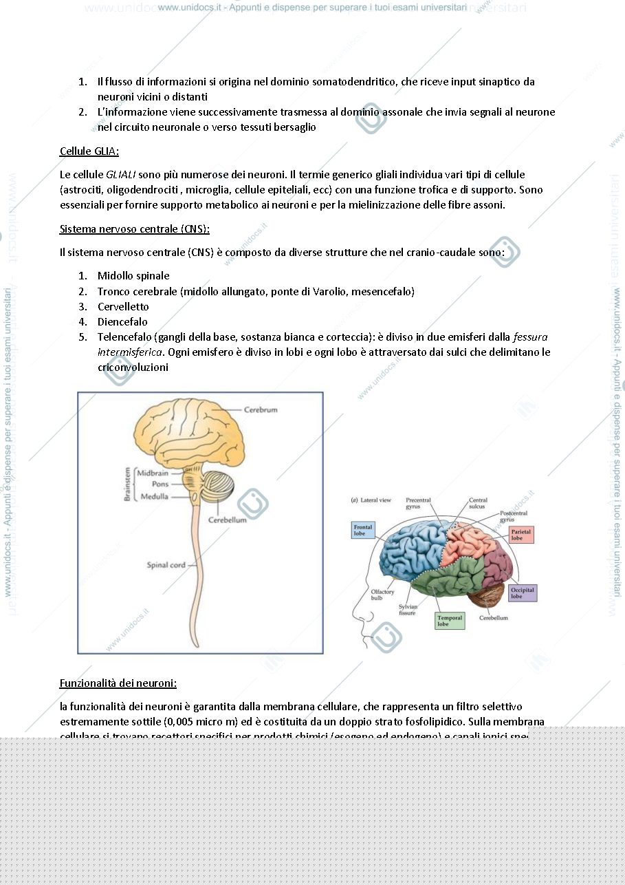 Anteprima pagina 2 — Elettroencefalogramma 