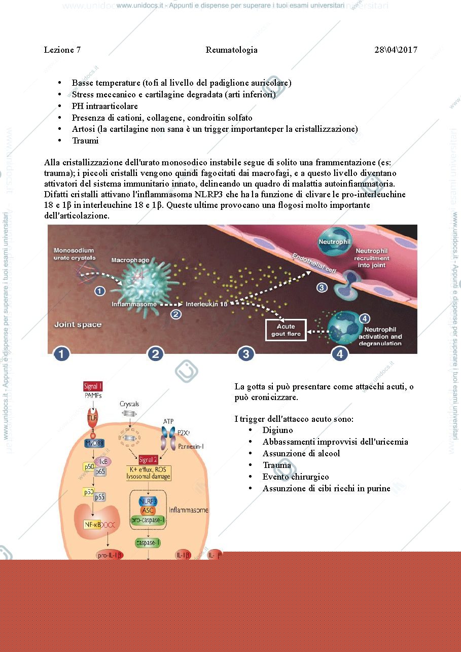 Anteprima pagina 3 — Reumatologia