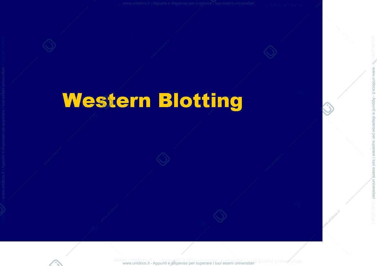 Anteprima pagina 1 — western blotting