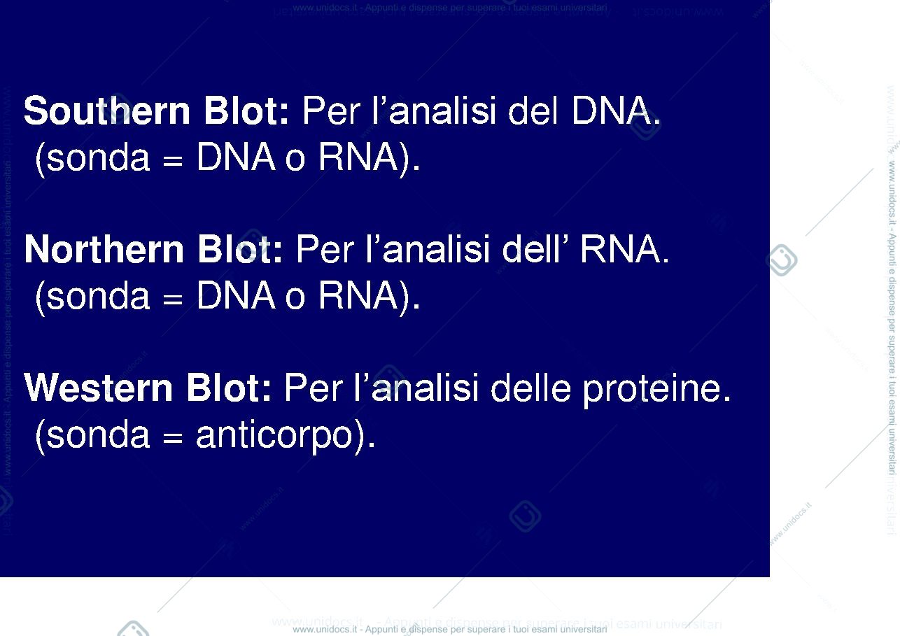Anteprima pagina 2 — western blotting